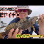 【宮城県の堤防釣り】塩釜市の堤防でロックフィッシュを狙って、いい感じなサイズのアイナメをGET！！
