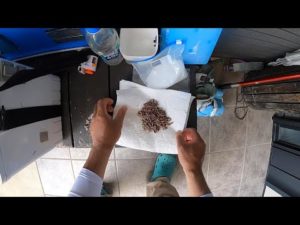 キス釣りで余った石ゴカイはどうしてる？塩締め冷凍ゴカイで長期保存可能！？活き石ゴカイと釣り比べ！