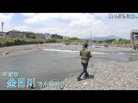 平塚市 金目川で小物釣り。面白い釣り方で去年釣れなかったリベンジ釣行です。果して！？