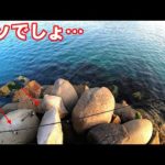 アジを泳がせて放置すると次々に襲いかかる湾内の驚異がヤバい！