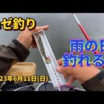 【ハゼ釣り】 雨の日釣れる？ 2023年6月11日
