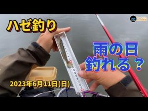 【ハゼ釣り】 雨の日釣れる？ 2023年6月11日
