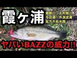 6月釣れるおすすめトップウォーター！今週のバス釣り霞ヶ浦ポイントガイド【ヒガシクワン】【OSPゼロツービート】2023年6月16日