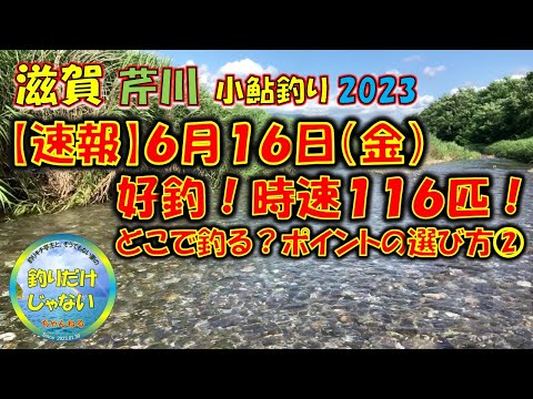 【速報】2023年6月16日・小鮎釣り・芹川・好釣・時速116匹。あなたならどこで釣る？見てわかる、小鮎が釣れる場所・シチュエーション。