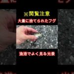 釣り人に捨てられたフグを拾った #shorts #アクアリウム #アウトドア  #釣り