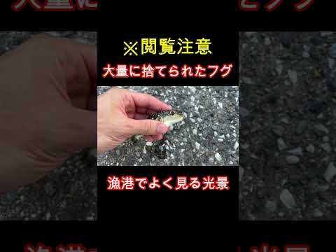 釣り人に捨てられたフグを拾った #shorts #アクアリウム #アウトドア  #釣り