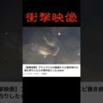 ブラックバスの捕食がエグすぎる　#バス釣り #釣り #shokurosfishing