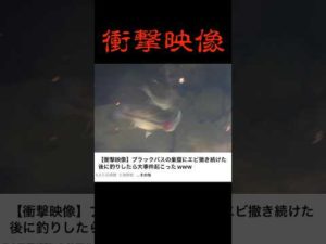 ブラックバスの捕食がエグすぎる　#バス釣り #釣り #shokurosfishing