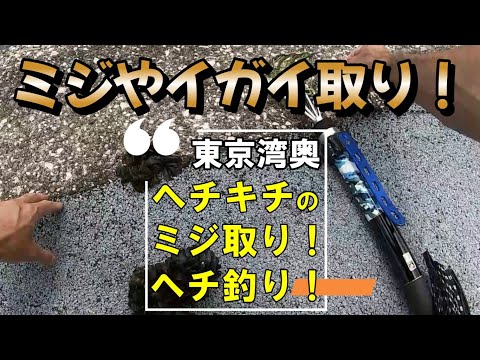 ミジやイガイ取り！（取ったミジで少しヘチ釣り）