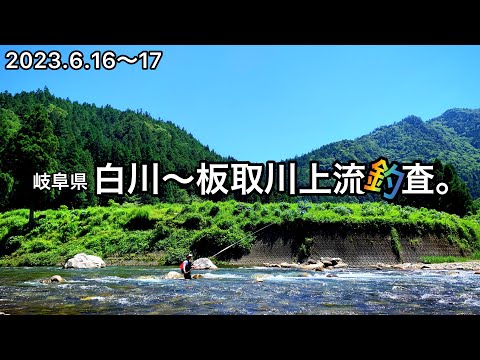 【鮎釣り】BGM間違えたー😭2023.6.16（白川）｜6.17（板取川上流）【友釣り】