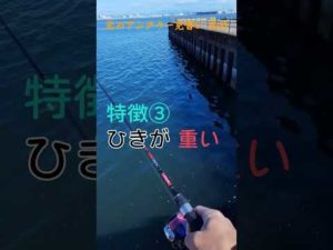 この魚知っている人釣りマニア　釣り楽しい  #short  #shorts  #釣り  #fishing