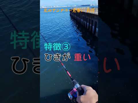 この魚知っている人釣りマニア　釣り楽しい  #short  #shorts  #釣り  #fishing