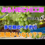 【黒鯛 ヘチ釣り  チヌ 落とし込み釣り】ぶらHECHI工房　多忙期のヘチ釣り　黒鯛がいない？？