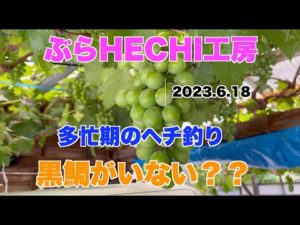 【黒鯛 ヘチ釣り  チヌ 落とし込み釣り】ぶらHECHI工房　多忙期のヘチ釣り　黒鯛がいない？？