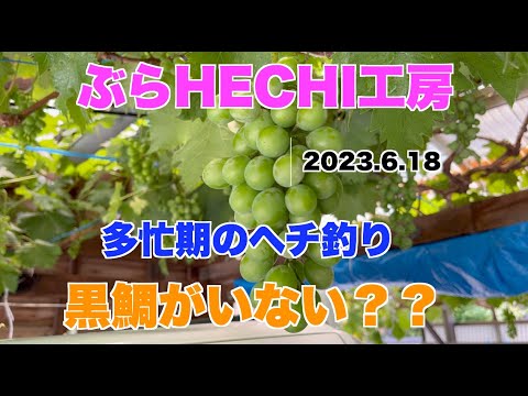 【黒鯛 ヘチ釣り  チヌ 落とし込み釣り】ぶらHECHI工房　多忙期のヘチ釣り　黒鯛がいない？？