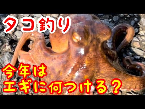 ふれーゆ裏で今年初のタコ釣り調査!!タコエギにキビナゴ付けてみた結果!?