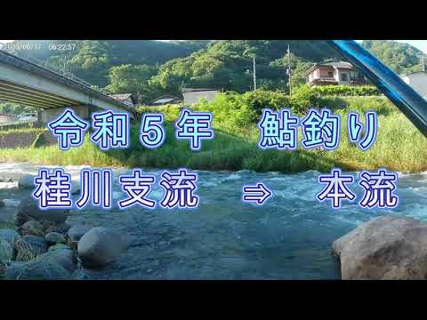 令和5年鮎釣り 桂川支流⇒本流