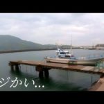 デカアジに襲い逃げる大物も湾内に投げると1分でこうなります…