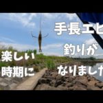 手長エビ釣りが楽しい時期になりました！