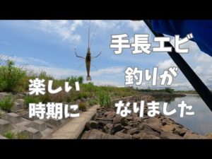 手長エビ釣りが楽しい時期になりました！