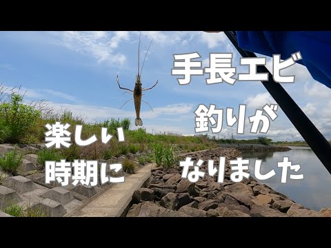 手長エビ釣りが楽しい時期になりました！