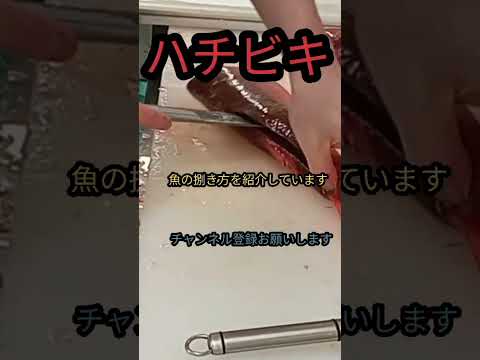 #shorts #簡単 #チャレンジ #魚 #捌き方 #長崎 #料理 #釣り #楽しい #美味しい #天然 #包丁 #fish #japan