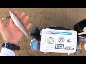 三河湾でキスの投げ釣り!西側編!