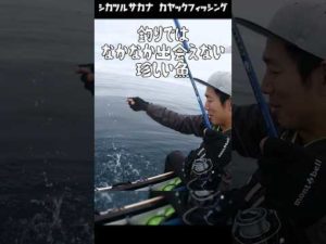 【釣果カレンダー#104】6月山形  #カヤックフィッシング #釣り