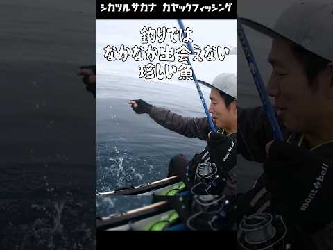 【釣果カレンダー#104】6月山形  #カヤックフィッシング #釣り