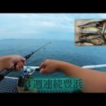 ［マニアック釣り情報］３週連続で豊浜釣り桟橋※漁港内調査も。