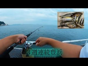 ［マニアック釣り情報］３週連続で豊浜釣り桟橋※漁港内調査も。