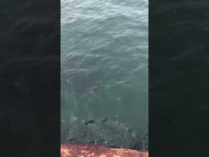 『初めてのサビキ釣り！』　fishingmax垂水店