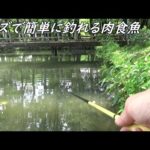 肉食魚はミミズで簡単に釣れる