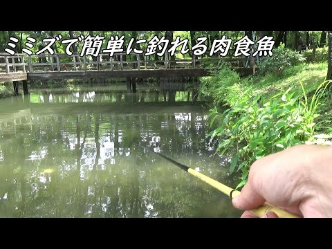 肉食魚はミミズで簡単に釣れる