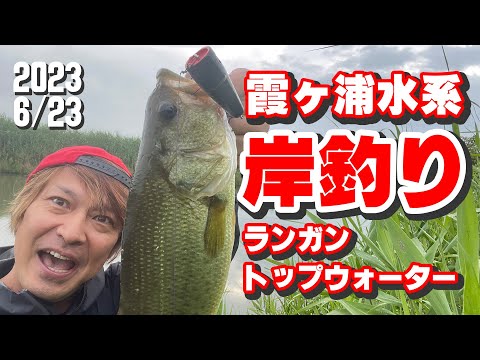 霞ヶ浦水系 岸釣りランガントップウォーター