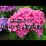 無人癒しライブ あじさい寺出塩文殊堂 hydrangea temple #あじさい寺 #出塩文殊堂 #アジサイ