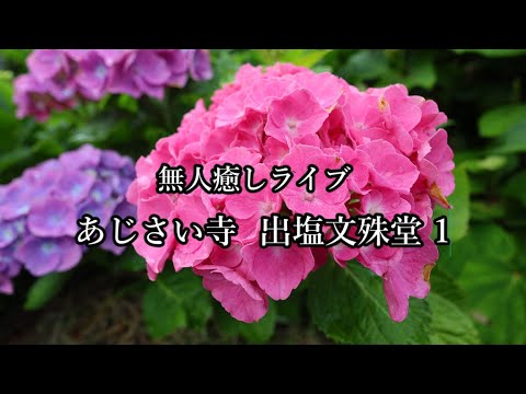 無人癒しライブ あじさい寺出塩文殊堂 hydrangea temple #あじさい寺 #出塩文殊堂 #アジサイ