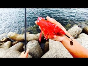 今日も高級食材を求めて釣りに行きました。