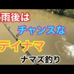 大雨後はチャンスなデイナマ ナマズ釣り
