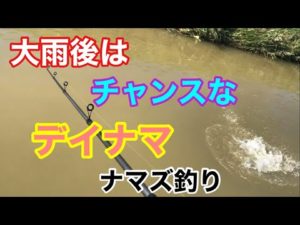 大雨後はチャンスなデイナマ ナマズ釣り