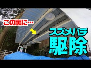 一瞬で「スズメバチ」の巣を撃退‼
