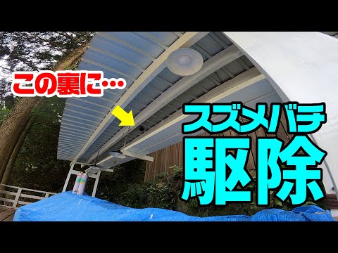 一瞬で「スズメバチ」の巣を撃退‼