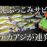 【ぶっこみサビキ新アイテム投入！】蓄光できるフロートカゴでデカアジが入れ食いになりました