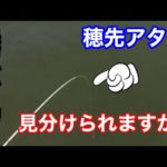 ダンゴアタリと本アタリを見極めろ！【堤防かかり釣り】