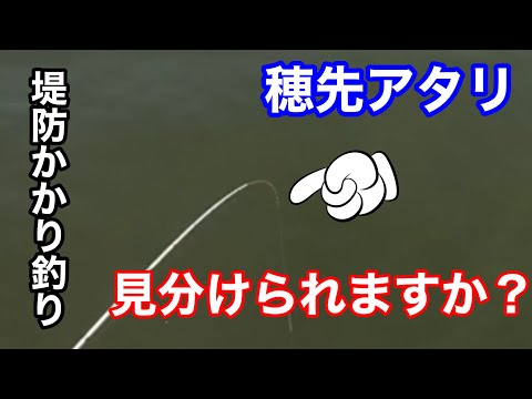 ダンゴアタリと本アタリを見極めろ！【堤防かかり釣り】