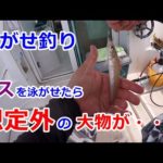 EP84【泳がせ釣り】キスを泳がせたら、想定外の大物が・・・