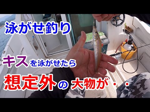EP84【泳がせ釣り】キスを泳がせたら、想定外の大物が・・・