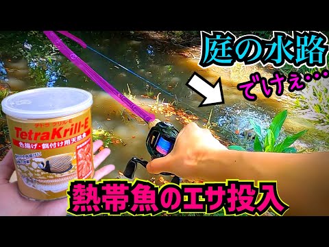 梅雨になると庭に巨大魚が…捕獲して心臓をサメに食べさせてみた!