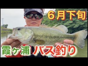 霞ヶ浦 バス釣り サイトフィッシング 6月下旬