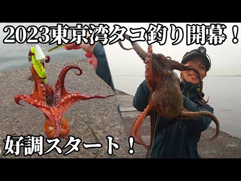【タコ釣り】東京湾タコ開幕！2023年6月最新 おかっぱり、船からエギで釣ってきました！